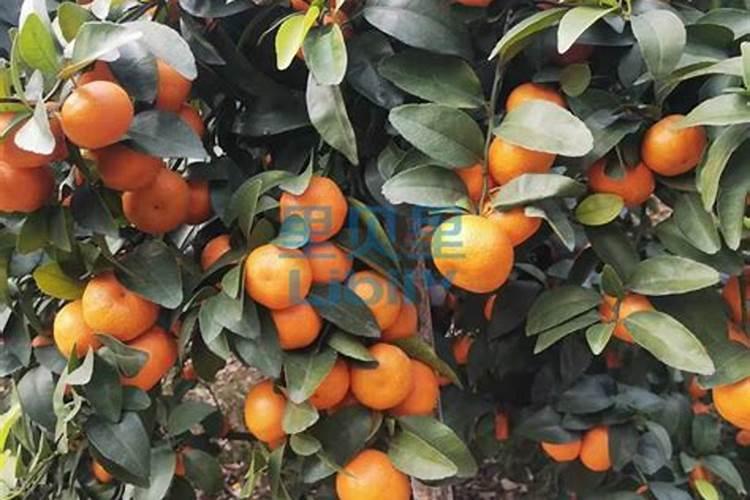 柑橘叶片黄化怎么办？