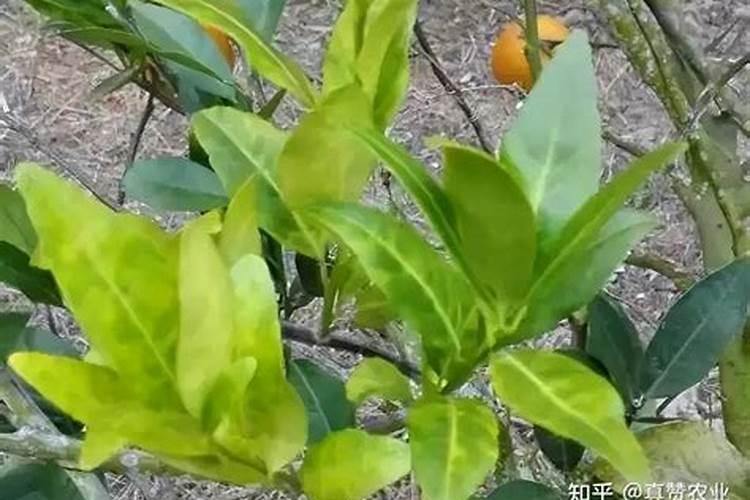 菌酶钾铵可以治疗柑橘黄化吗