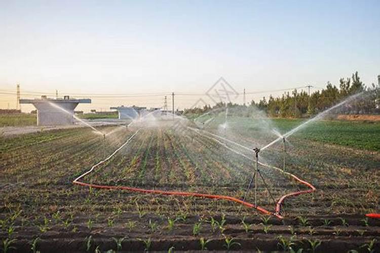 让果实膨大用什么肥料好