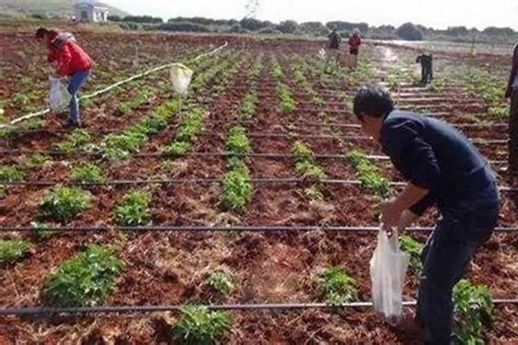 ...第一穗果穴施,第二次追肥穴施,分别用氮、磷、钾多少的复合肥...