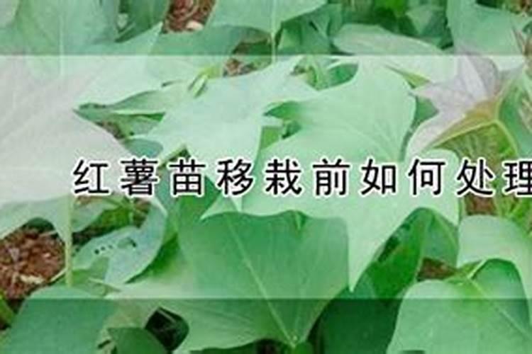 红薯苗长出地面喷什么叶面肥最好？