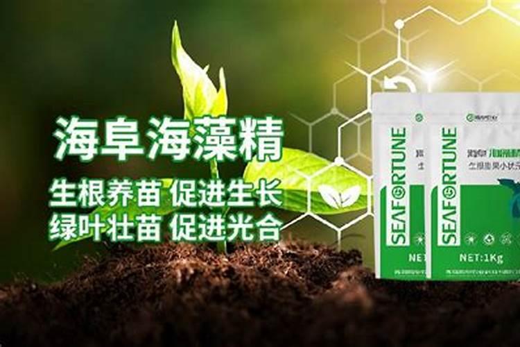 海藻精能配高氮肥一起用吗