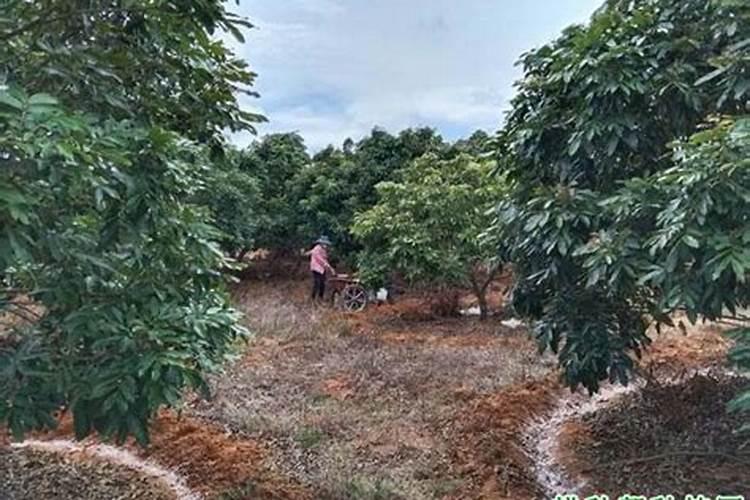 龙眼开花可以施肥吗