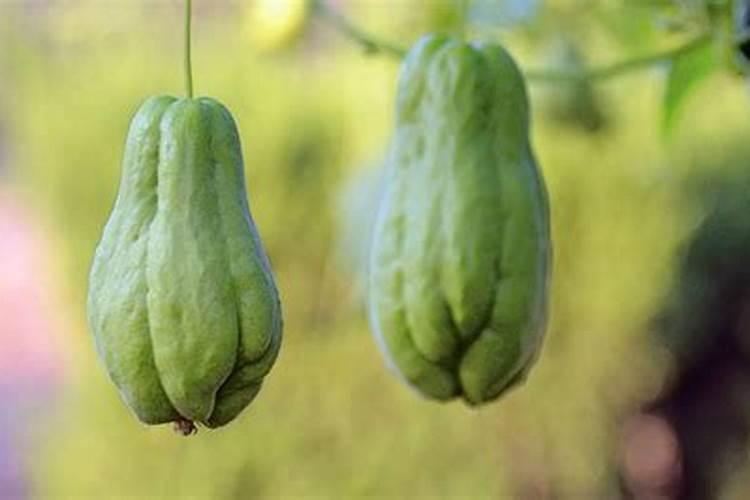 佛手瓜最好的肥料是什么？