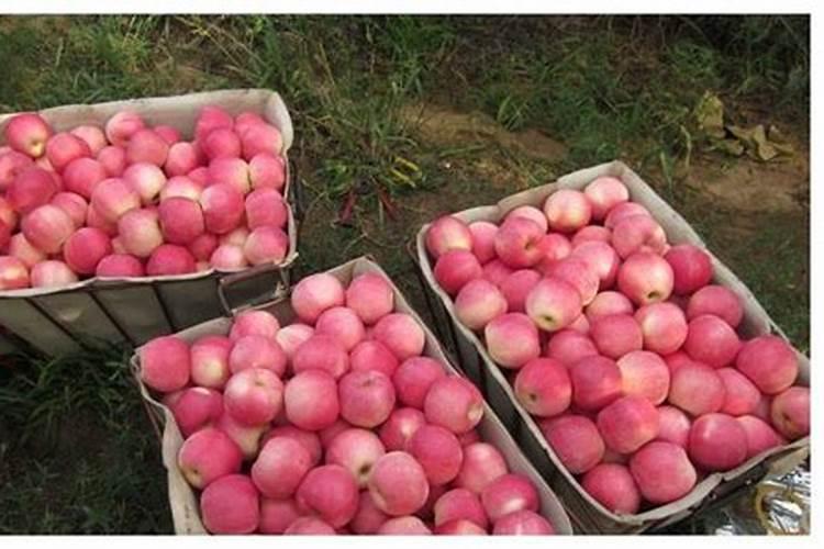 请问老师们, 硝酸钾 、磷酸二氢钾 和硫酸钾有啥区别 ,到底哪个更好...