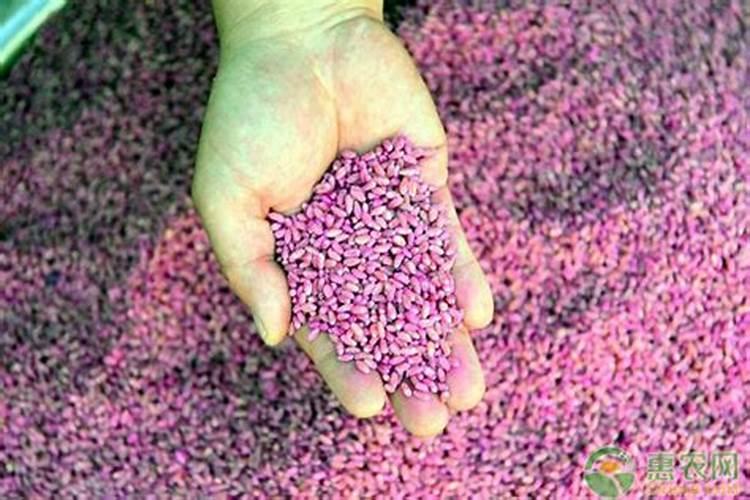 黄瓜忌什么肥 施肥禁忌有哪些