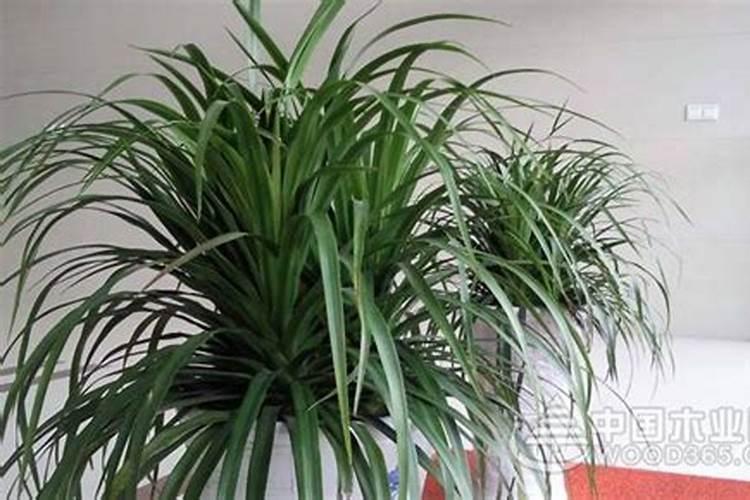 龙须树用什么肥料.最好