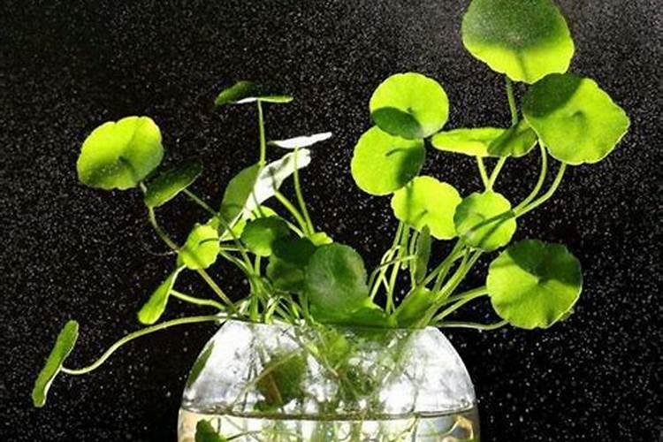 水培铜钱草水里要放什么肥料 水培铜钱草水里要放啥肥料