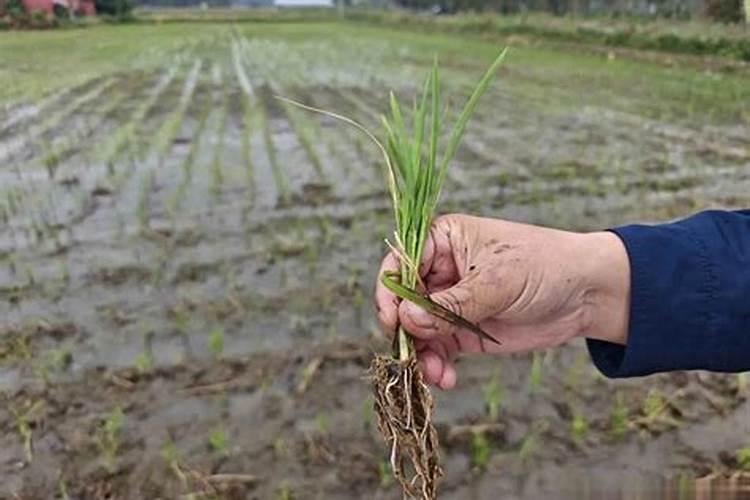 矿源黄腐酸钾的制作成本