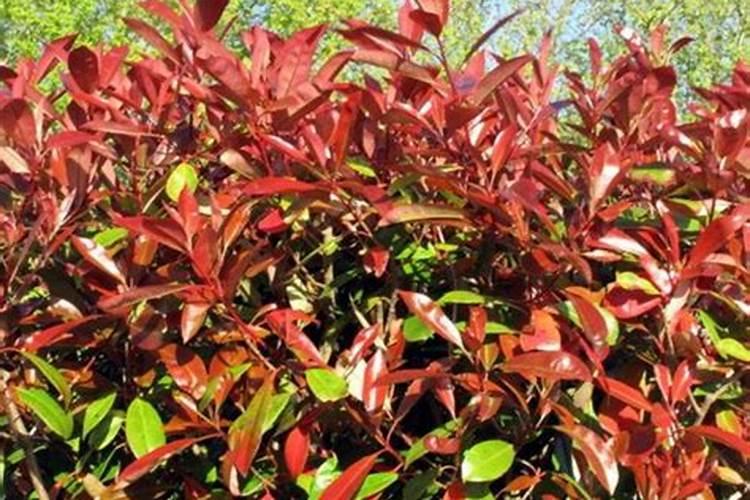 红叶石楠怎样种植成活率高