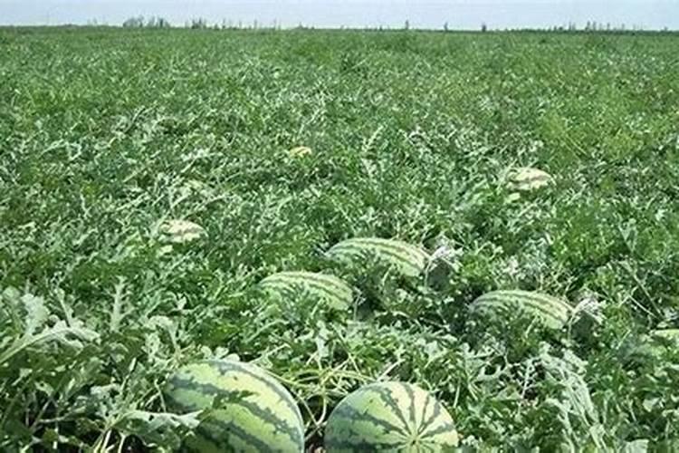种植西瓜用什么肥料最佳施肥方法呢