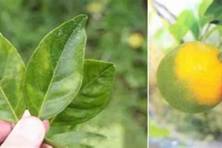 甘桔树黄要什么肥