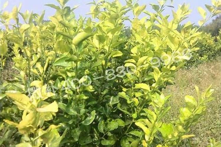 柑树叶子黄缺的是什么肥？