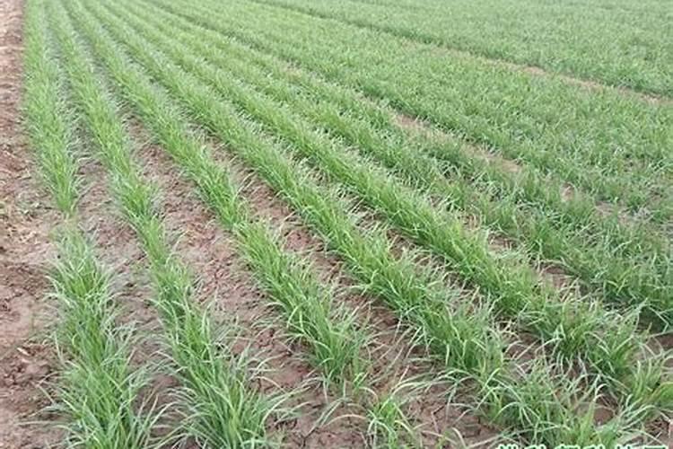 载倒挂金钟花用什么土