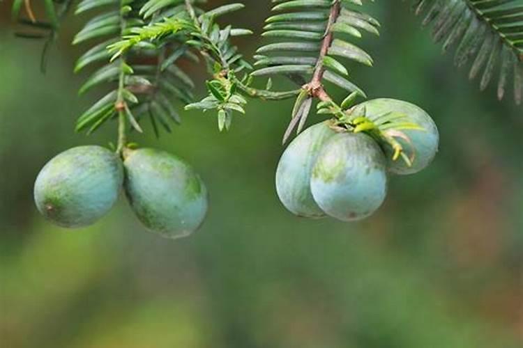 香榧育苗每亩播种量多少斤？