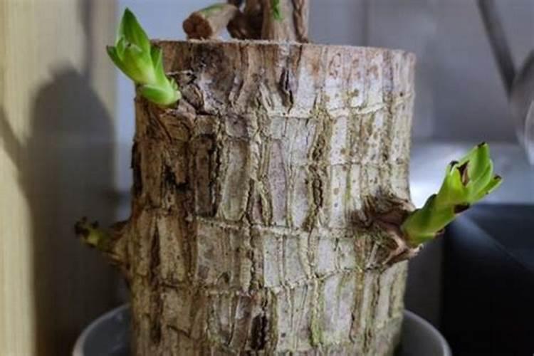 有机肥可以当育秧基质用吗？