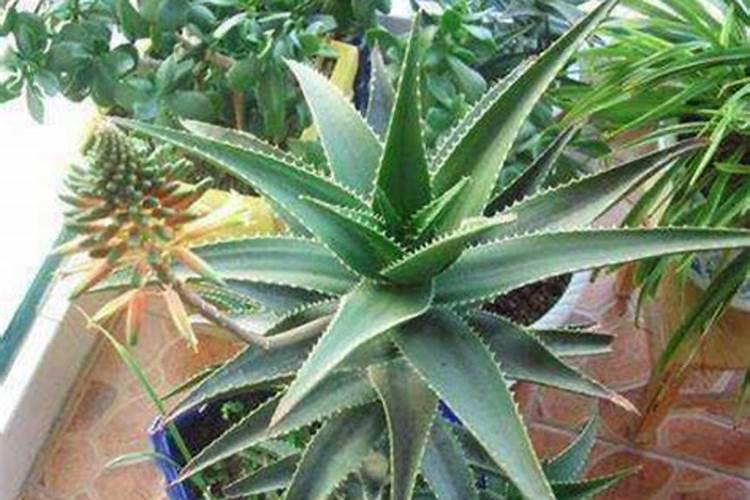 毛叶番荔枝栽培技术