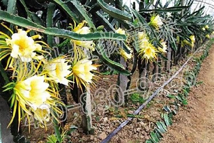 00792(盐湖钾肥)资料收集