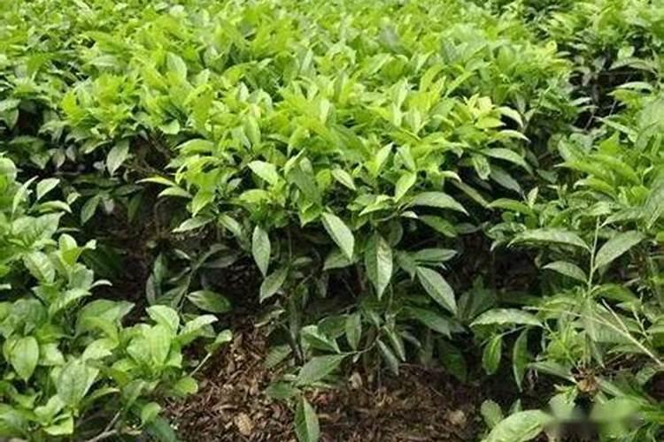 茶叶施肥的方法