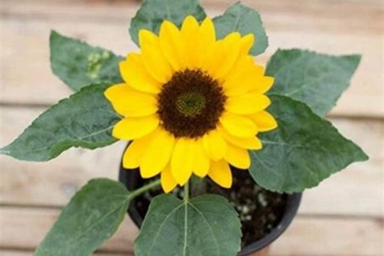 向日葵施什么肥最好