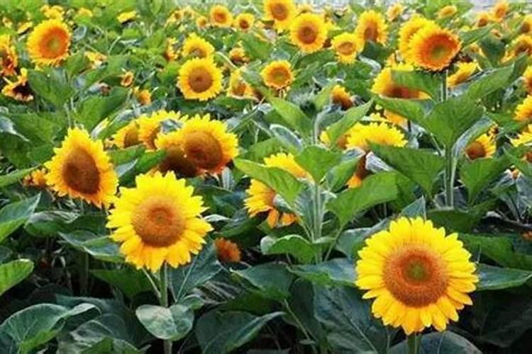 向日葵用什么肥料好