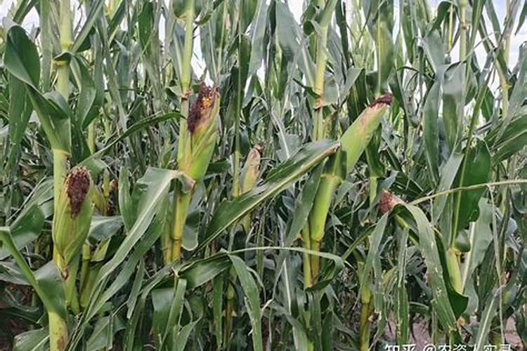 家里种着玉米,哪个时期是追肥的最好时机呢？需要注意什么？