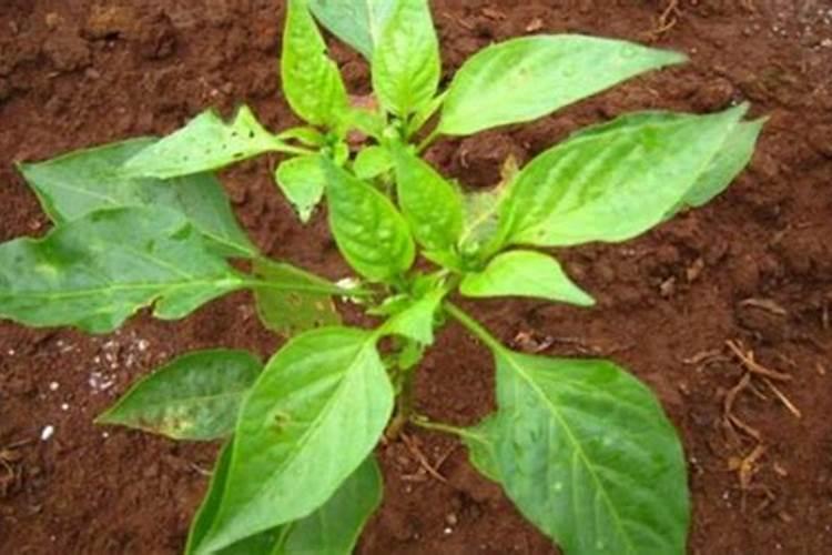 移栽辣椒之前地里有刺儿菜田旋花打二甲四录还是打草甘膦