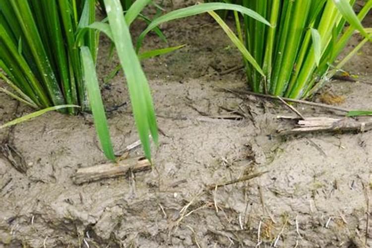 苹果树用什么肥料？把握三个时期,膨大果个效果好