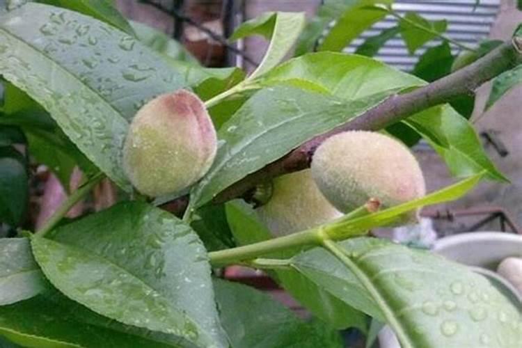 氯化钾可以做肥料吗