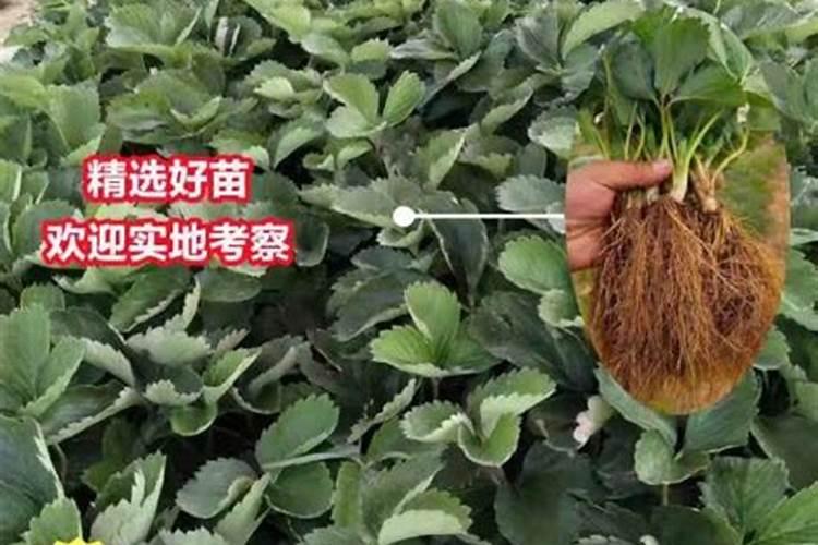 中国水溶肥十大名牌排行榜