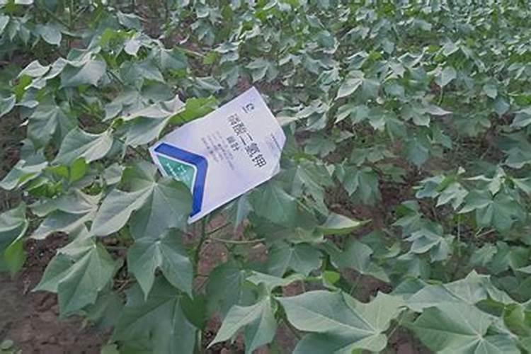 磷酸二氢钾肥料的功效和作用