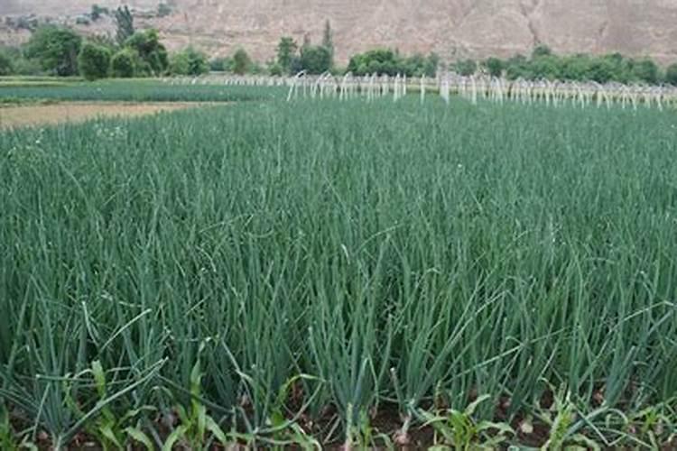 芋头吃了有什么好处