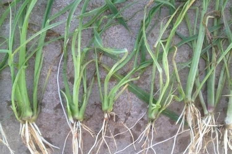 禾苗和稗草的区别,稗草是直根系还是须根系