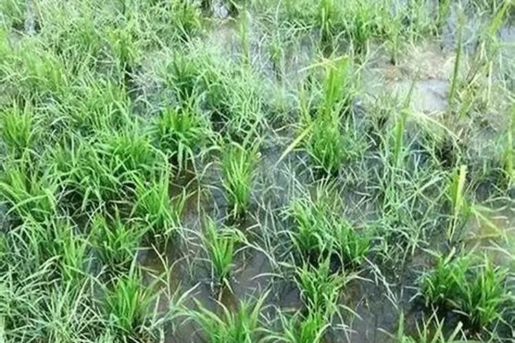 水直播水稻种植流程直播后除草药什么时候用