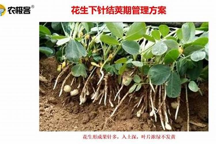 花生后期喷什么最饱满