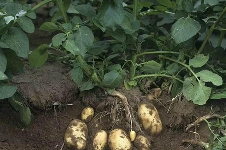 马铃薯第一次冲肥什么好？尿素还是复合肥