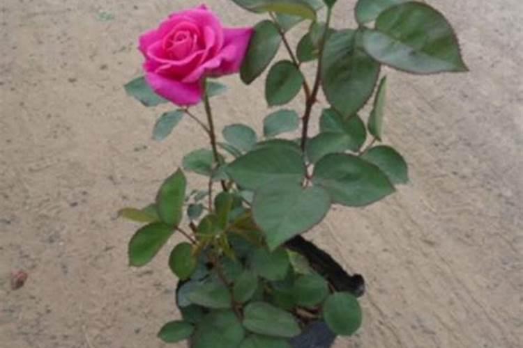 养出鲜艳玫瑰花的施肥标准是什么？