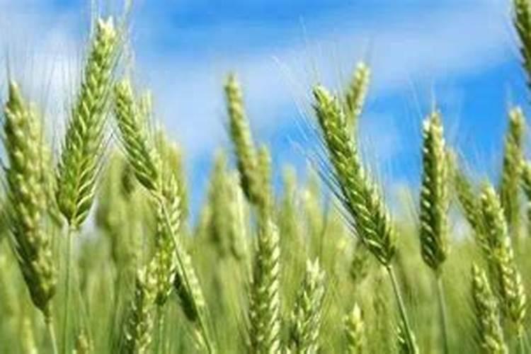 小麦肥料的最佳配方氮磷钾的比例是多少