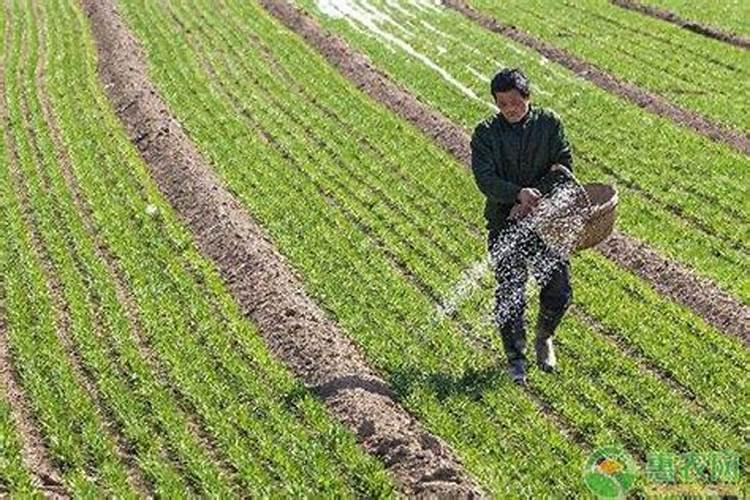 已到种小麦时,旱地小麦施什么肥料好？是尿素加二铵还是复合肥,NPK比例...