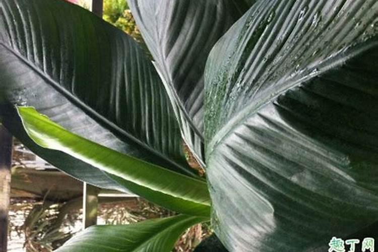 霸王棕形态特征