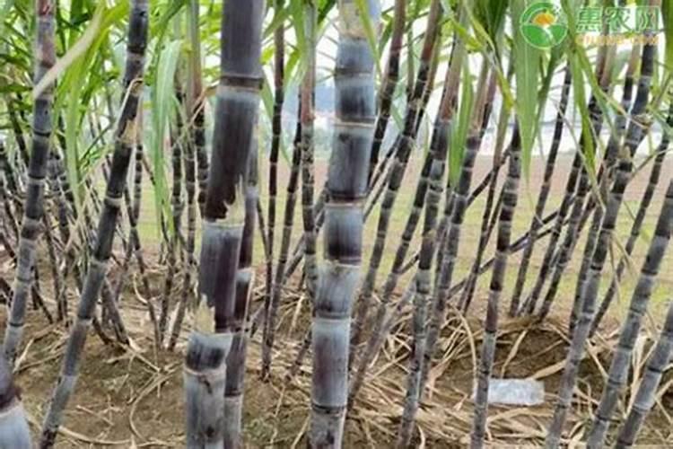 甘蔗育苗方法和时间