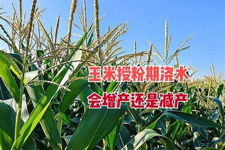 哪些植物肥料里面含丰富的磷和钾？