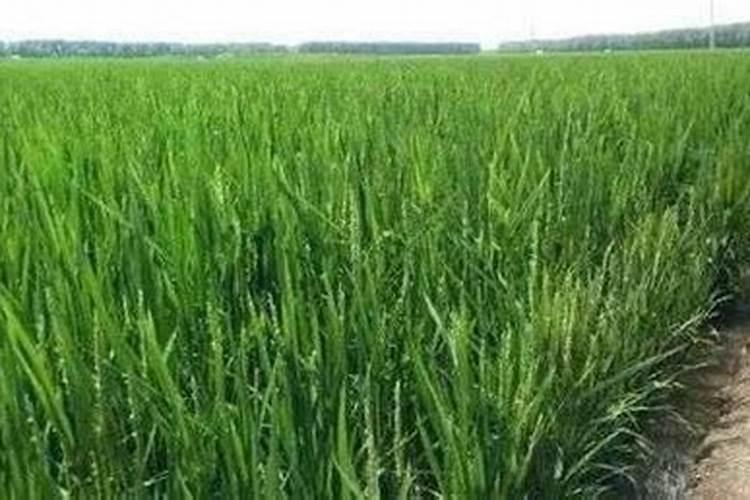 如何控制水稻灌浆结实矿质营养？