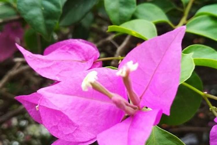 三角梅只长叶子不开花怎么办