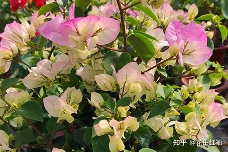 三角梅不开花时用什么肥料