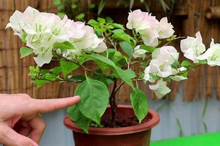 三角梅不开花怎么办用什么肥料