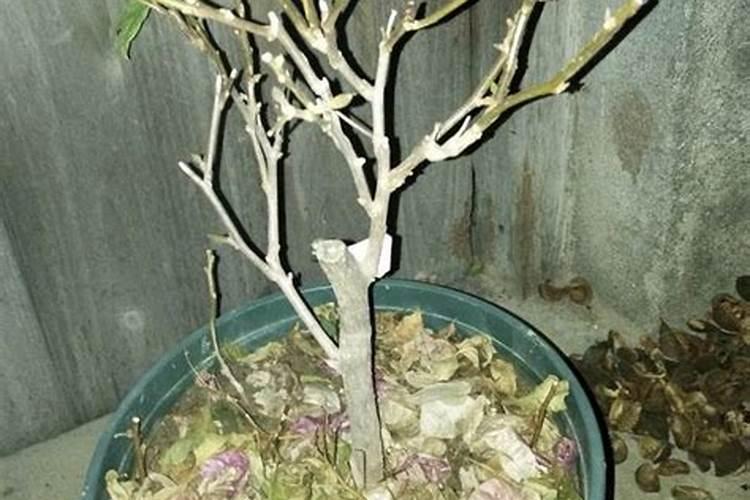 三角梅不发芽怎么处理