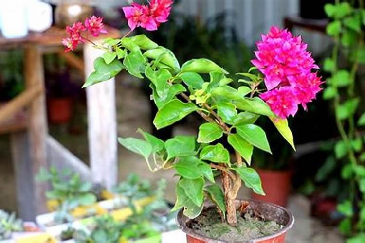 三角梅不开花施什么肥 怎么施肥效果好