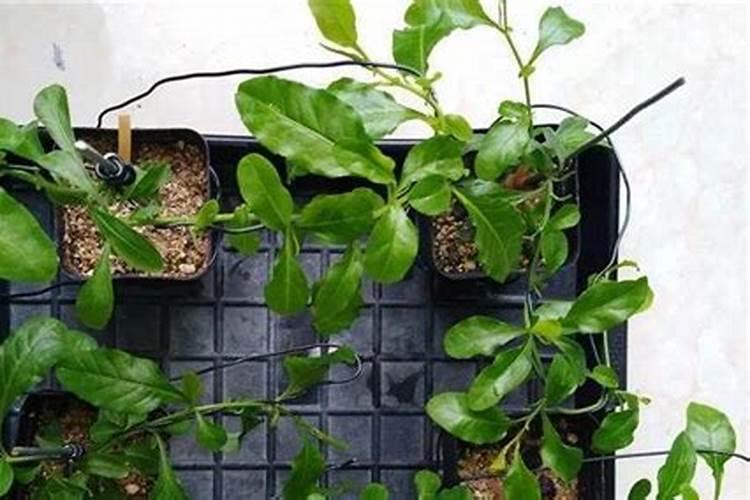 油菜成熟的时候就会拿它来榨油,出产量高吗？