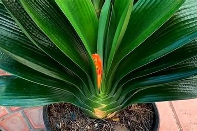 叶面喷施尿素几天见效